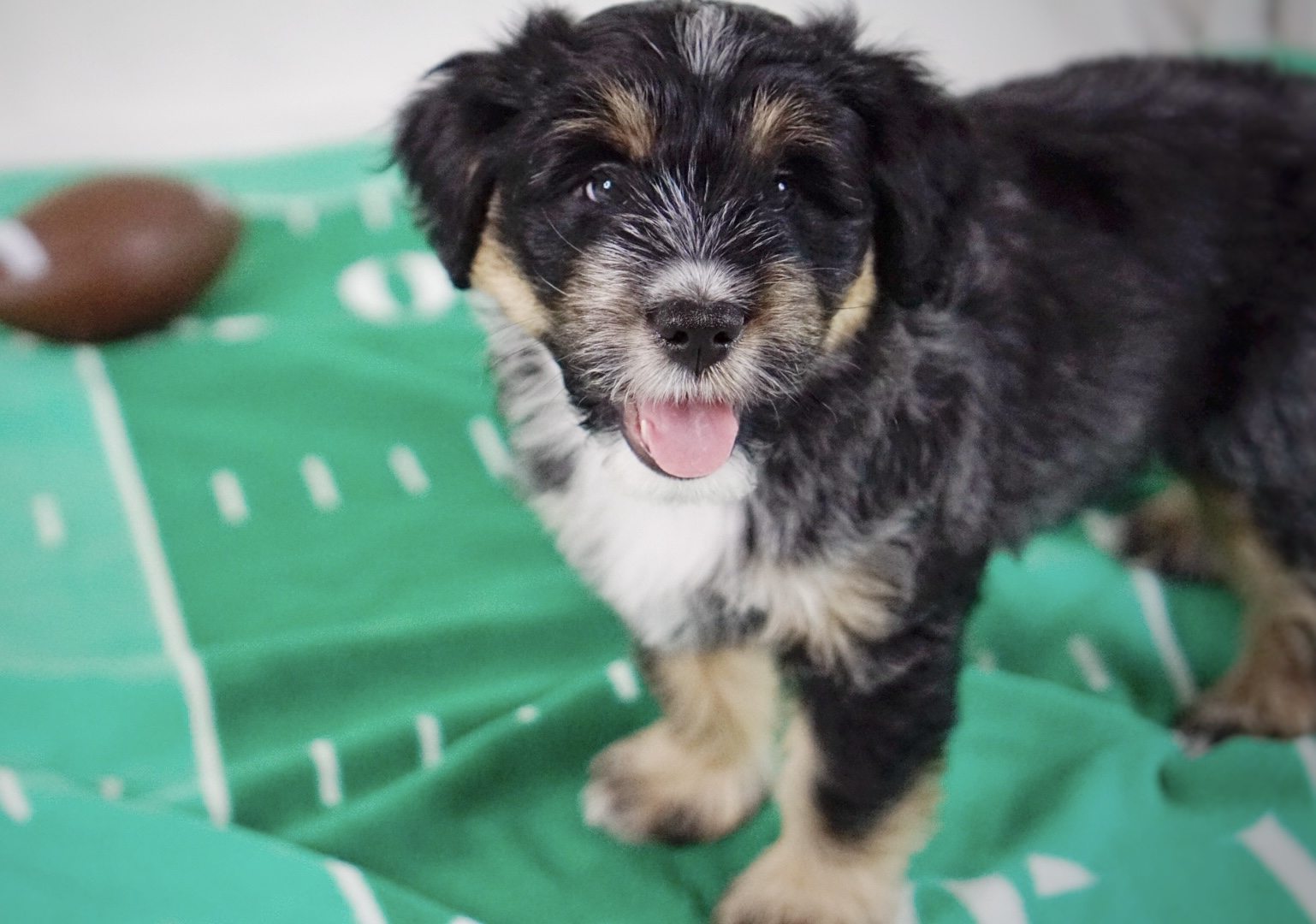 Mini Aussiedoodle Fall 2023 Scout 07