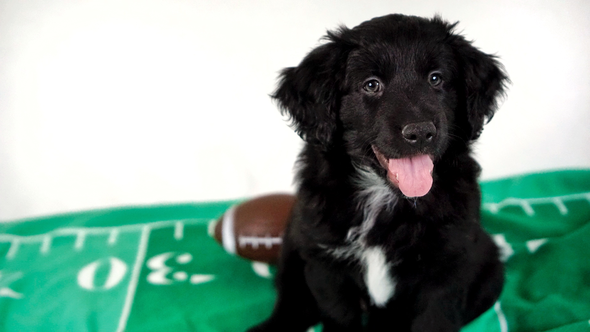 Mini Aussiedoodle Fall 2023 Willow 06