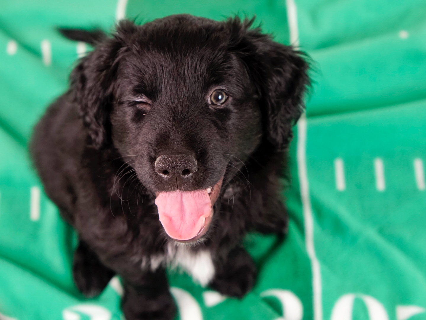 Mini Aussiedoodle Fall 2023 Willow 07