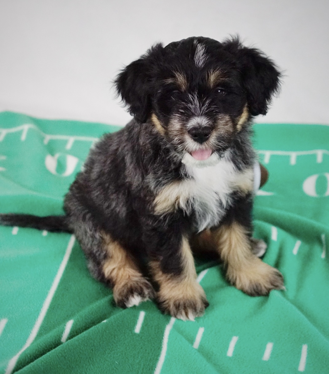 Mini Aussiedoodle Fall 2023 Scout 06