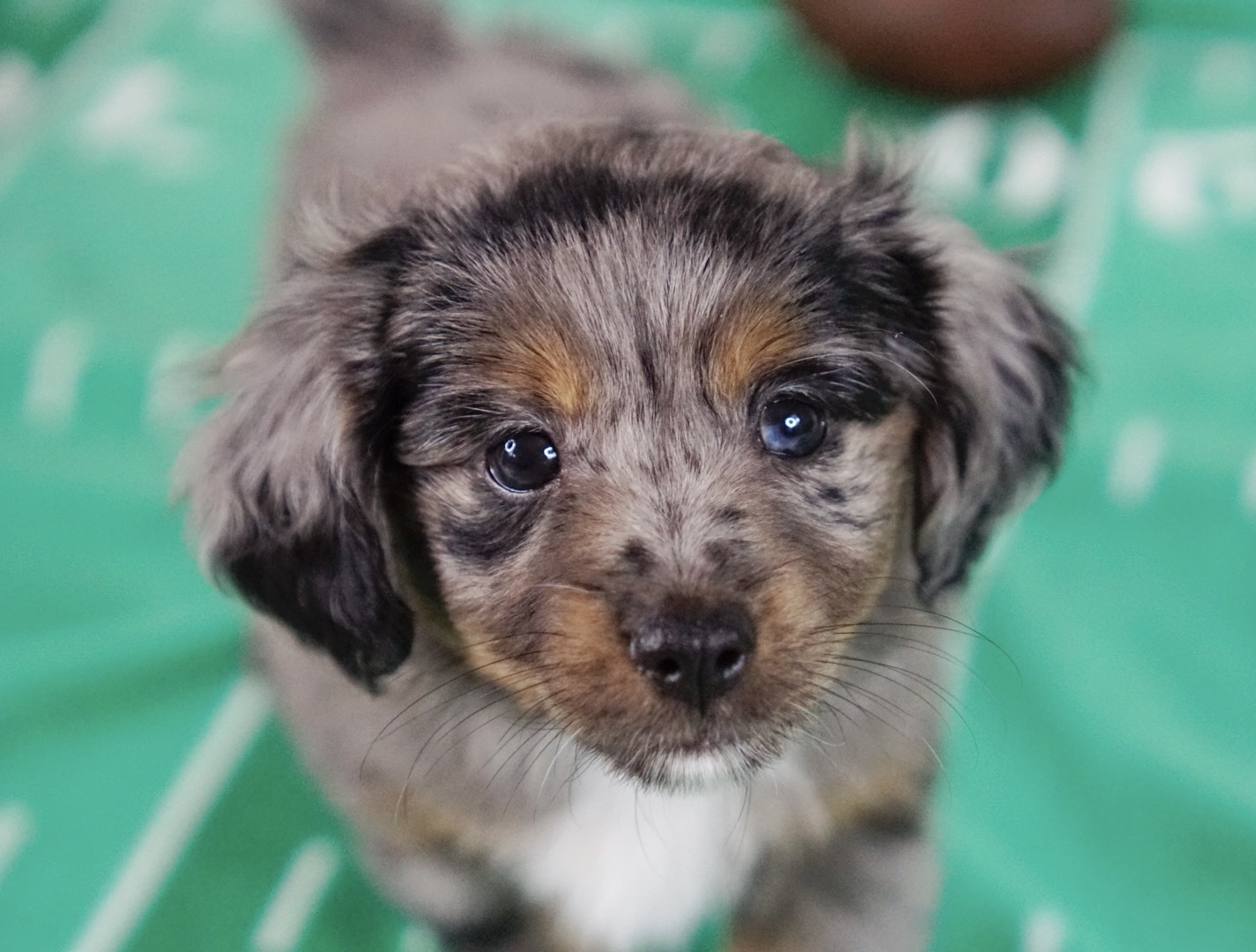 Mini Aussiedoodle Fall 2023 Boss 08