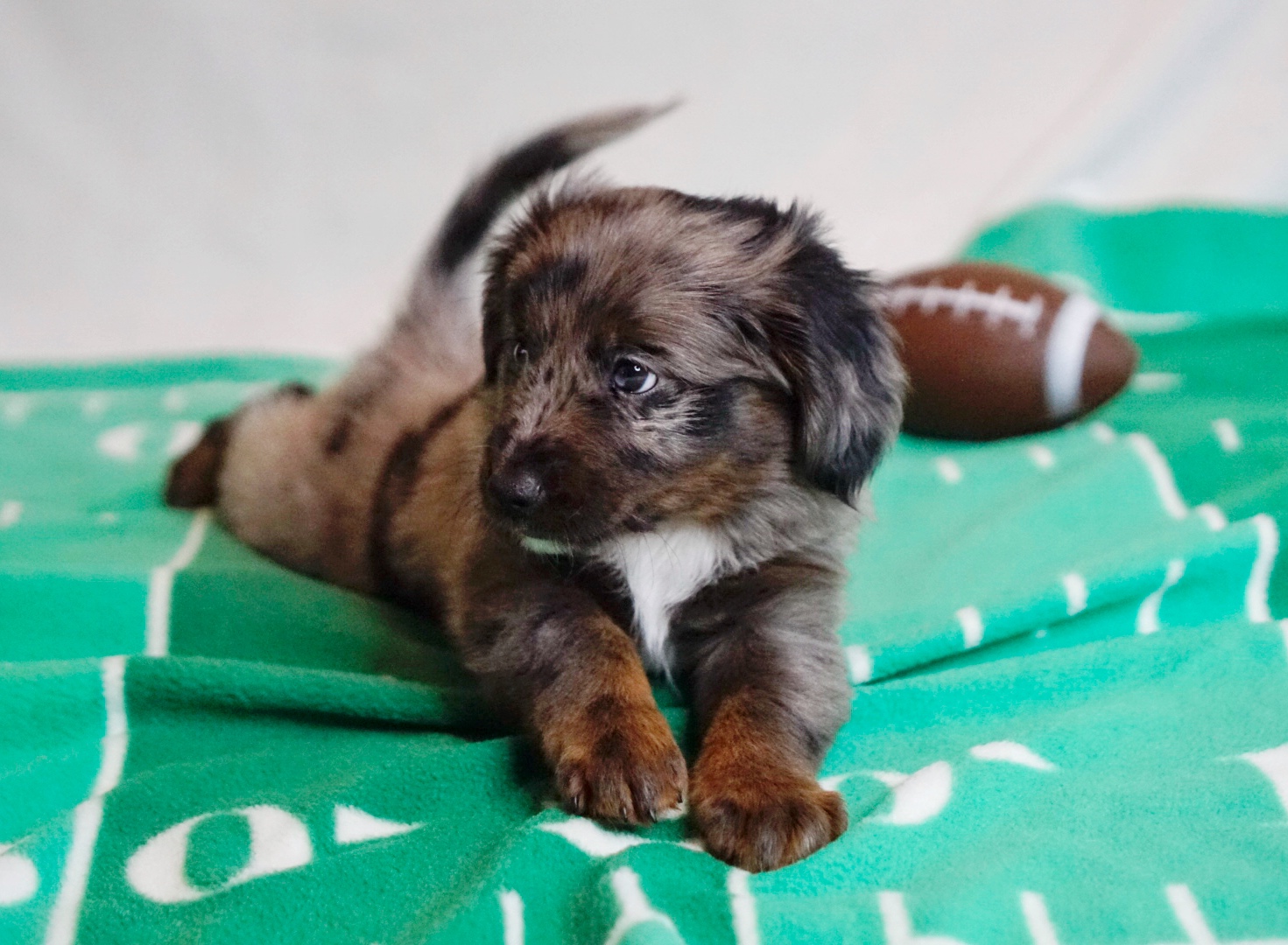 Mini Aussiedoodle Fall 2023 Hazel 06