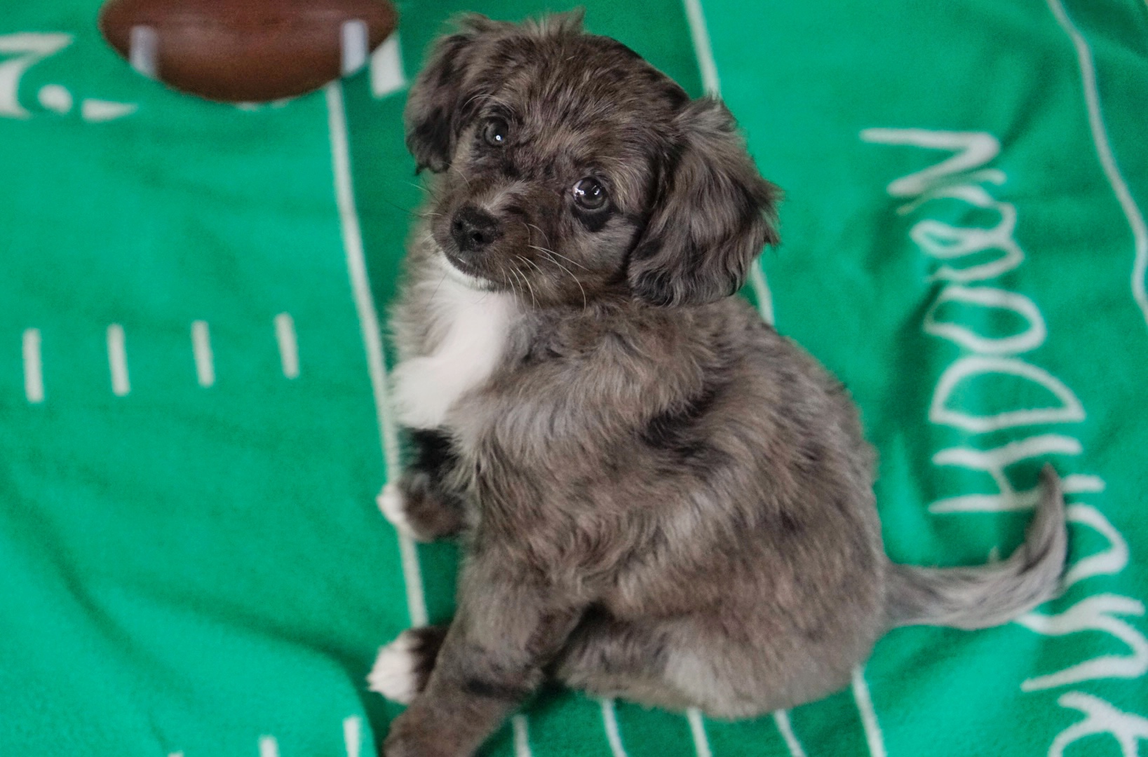 Mini Aussiedoodle Fall 2023 Maple 06