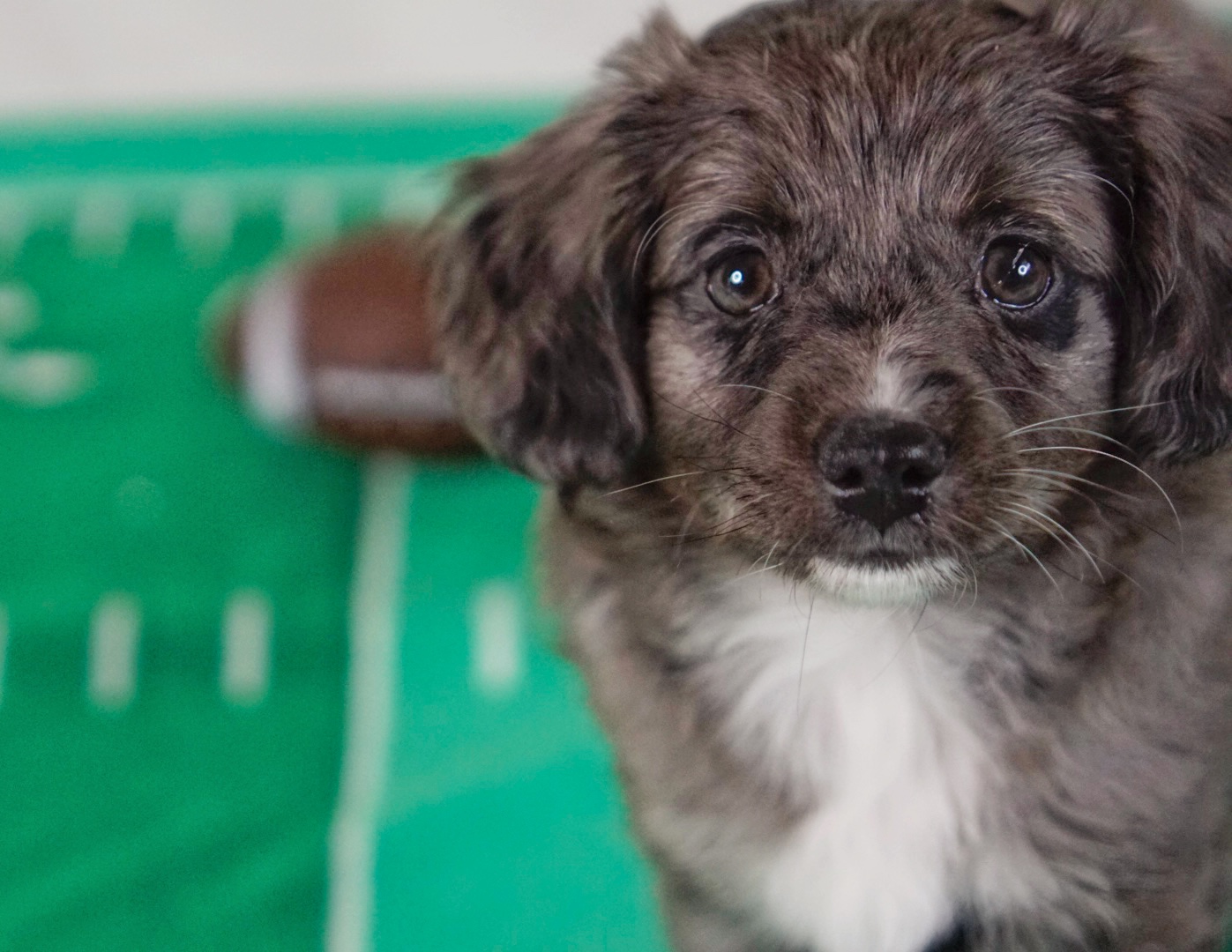 Mini Aussiedoodle Fall 2023 Maple 08