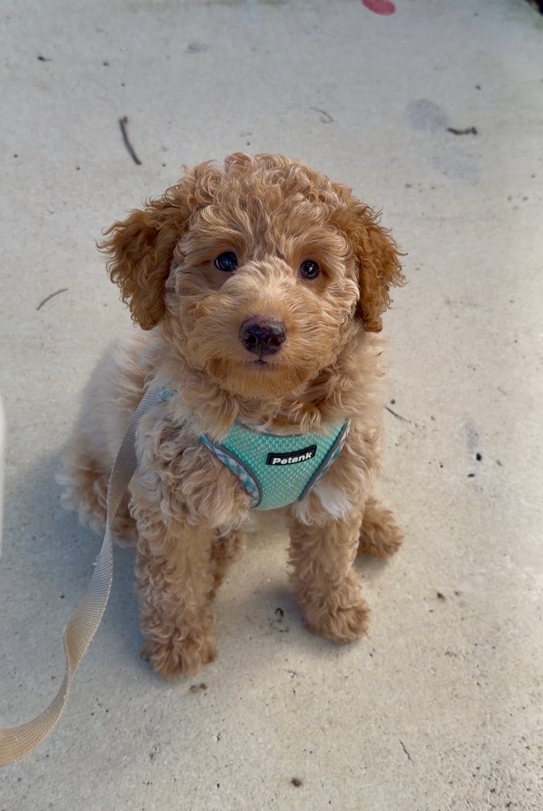 Fig Autumn 2025 02pg